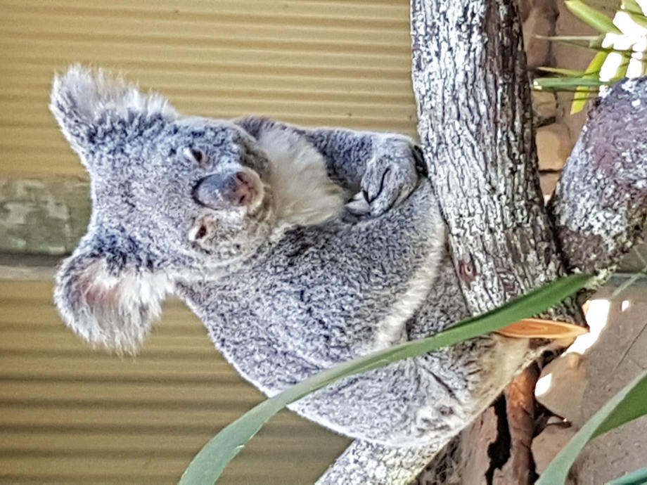 Koalas sehen in Australien