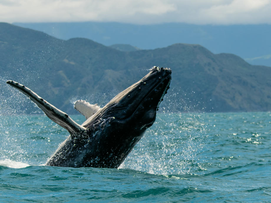 Kaikoura, Neuseeland Kaikoure, Neuseeland Wal, Neuseeland Whale watching