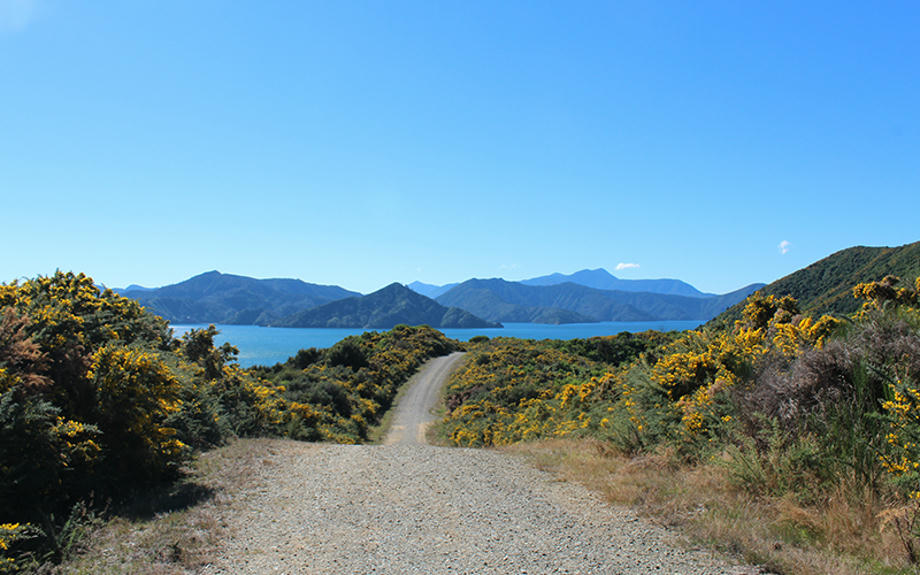 NZ Image 4