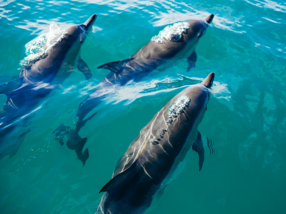 Kaikoura, Delfine Neuseeland, Kaikoura Südinsel,